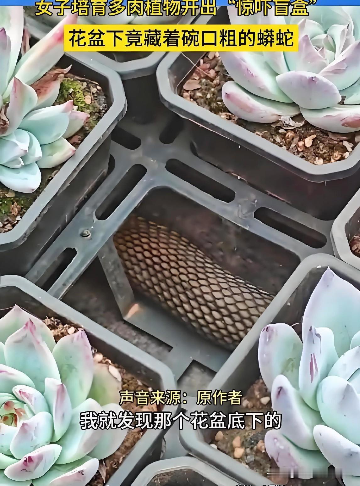 近日，云南昆明一名多肉培育者在打理植株时，发现花盆底部不断有异常鼓动。她好奇地搬