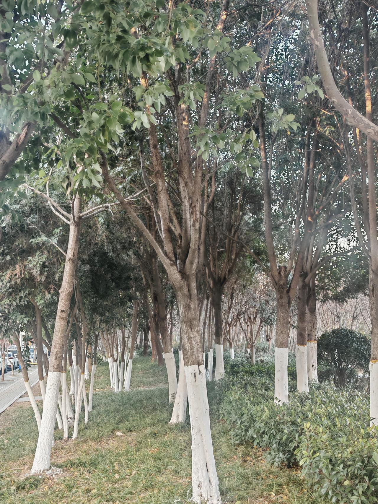 报春花真是一种宝藏花卉。它是报春花科报春花属多年生草本植物，原产中国和缅甸，19