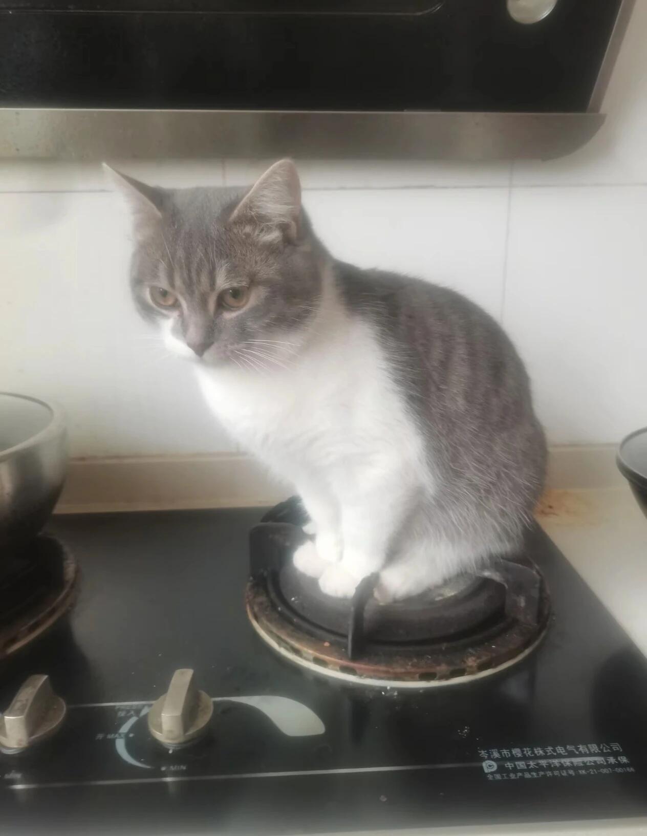 为啥猫咪总是喜欢在奇奇怪怪的位置坐下呢？动物奇遇记