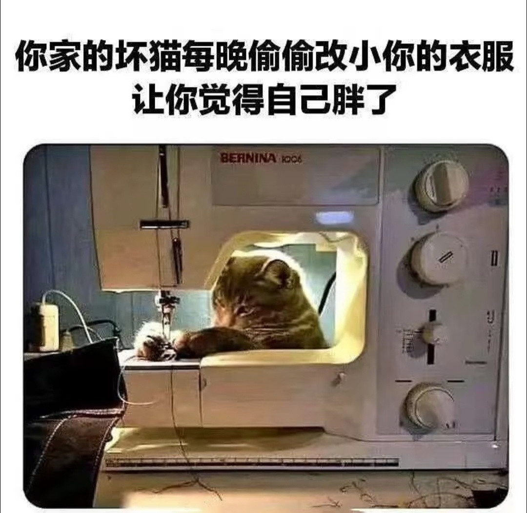 🐱猫猫梗图​​​