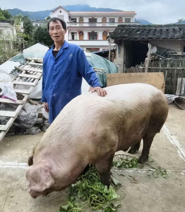 桂林灌阳惊现千斤“猪王”！万元被四川客商拿下，生态养殖+新媒体助农太圈粉～