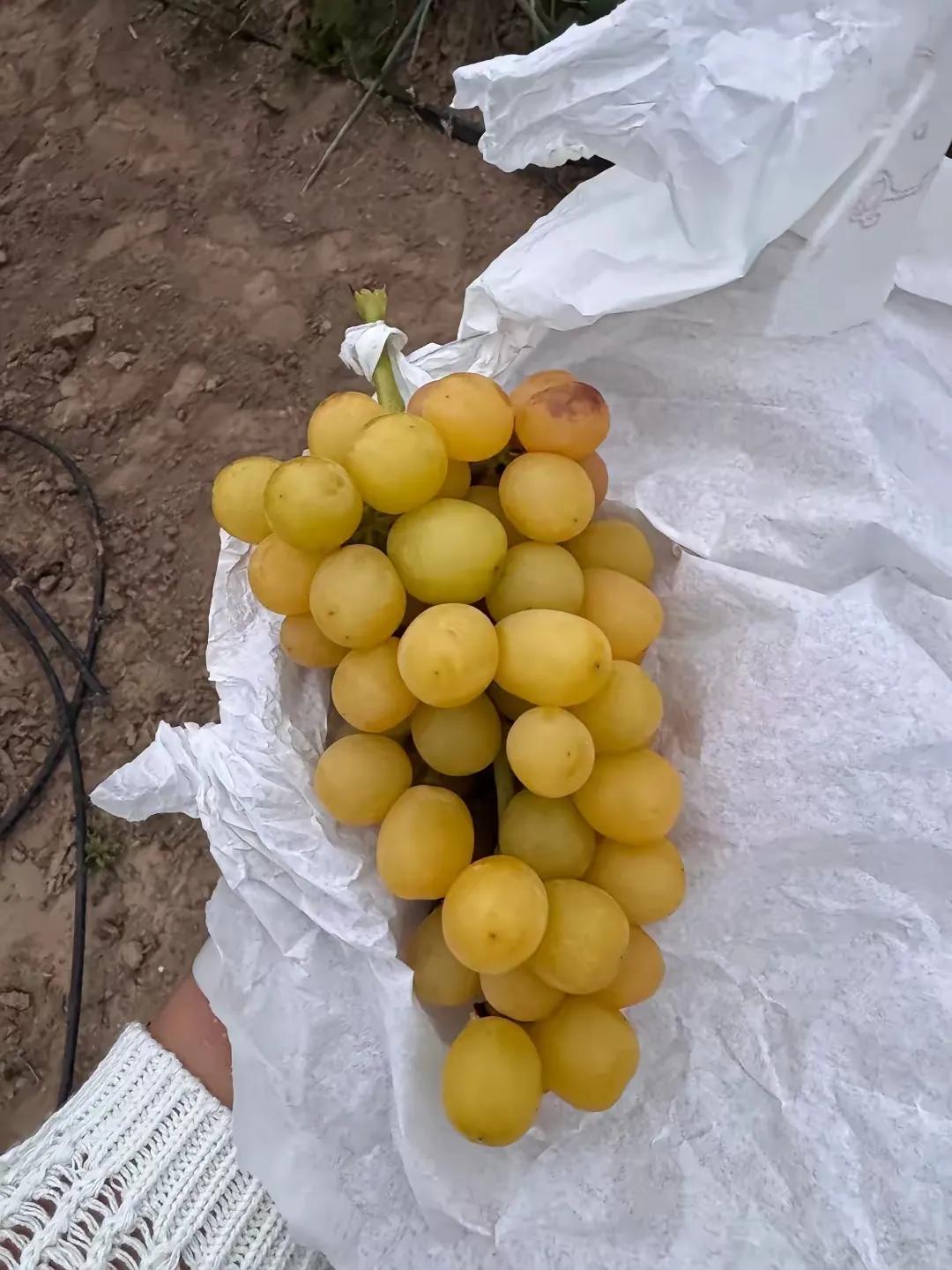 这才是正常熟透、没打药的阳光玫瑰！其实种过水果的都知道，不用那些“科技狠活