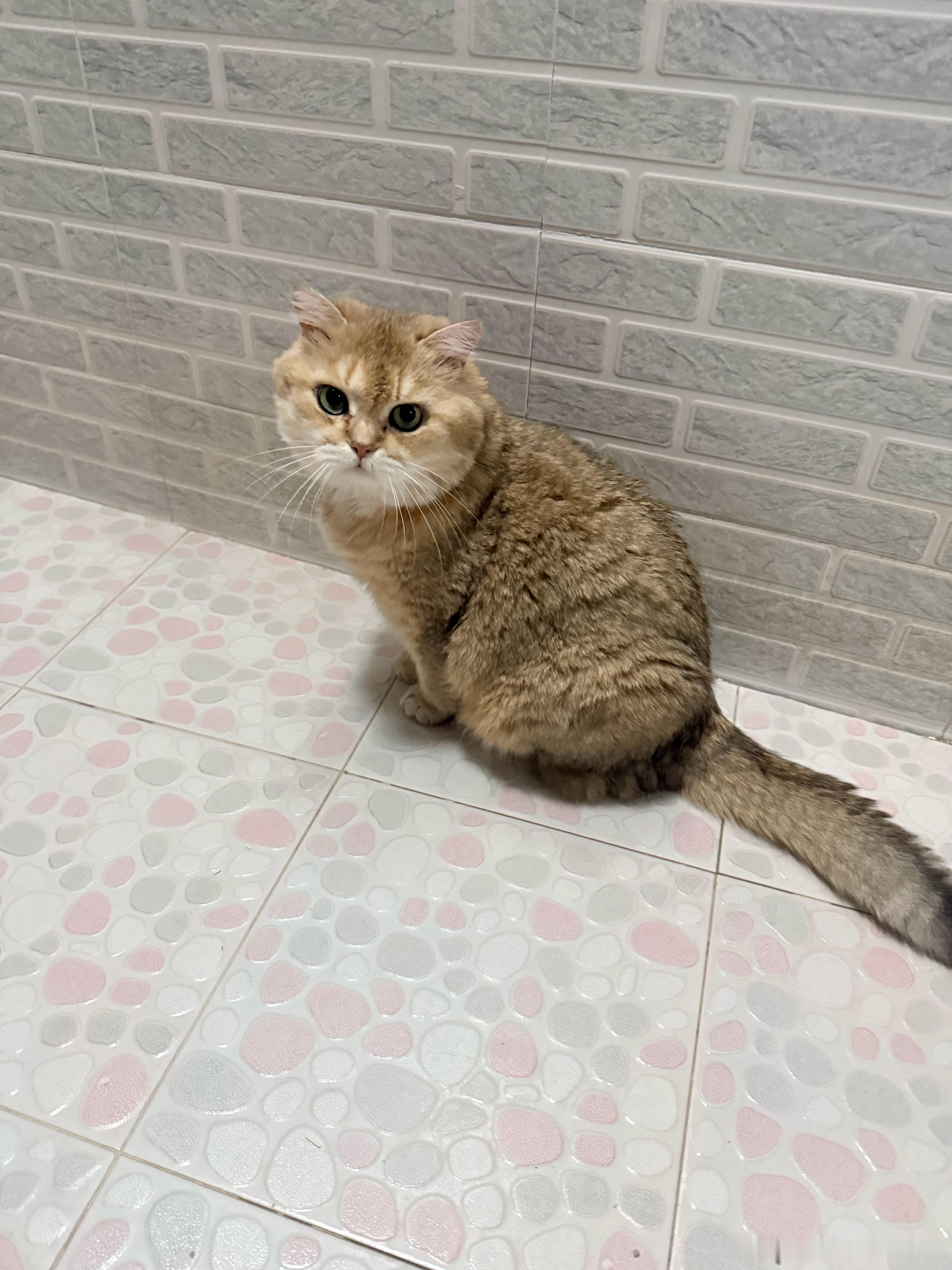 始终陪着鸡腿猫的只有金克拉萌宠猫咪