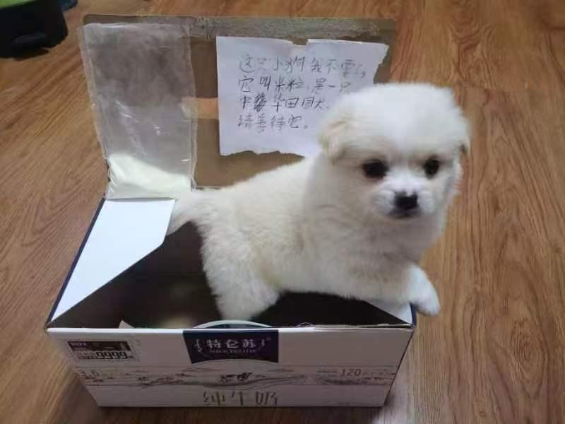 今天是国际猫咪日，我真是孤陋寡闻了，才知道。晒晒我家三小只小时候的可爱样子吧