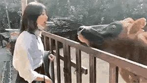 原来“老牛还想吃嫩草”是这么来的！终于让我亲眼目睹了。你瞧这老牛，实在不地道