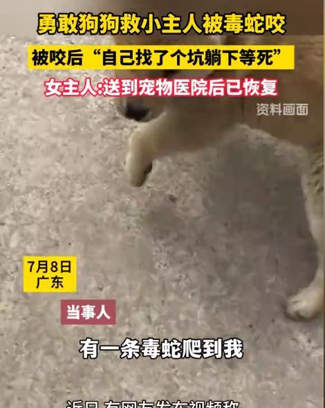 这才是最动人的双向奔赴啊！2024年，土狗为了护主被毒蛇咬得快不行了，趴在院里等