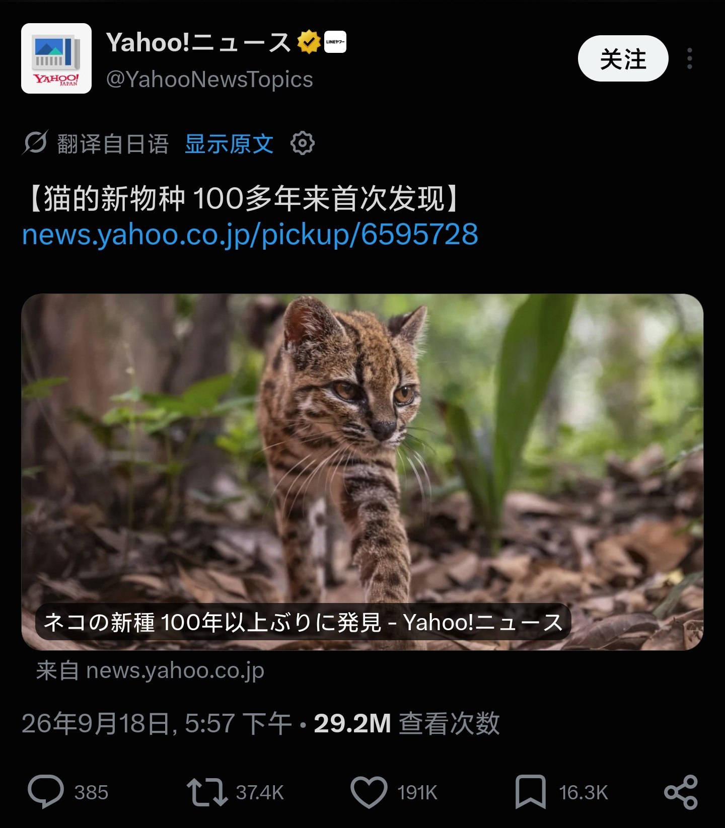 地球online更新！添加更新了新的小猫新增生物单位[蒂尔卡约」(学名:Le