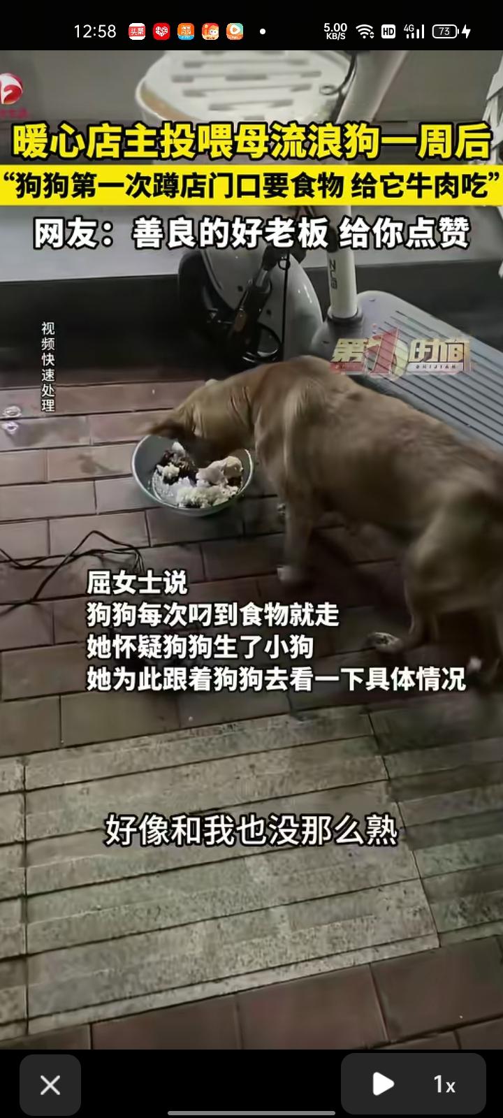 3月14日，浙江湖州。店主投喂母流浪狗一周后，它经常蹲在店门口要食物，给它牛肉吃