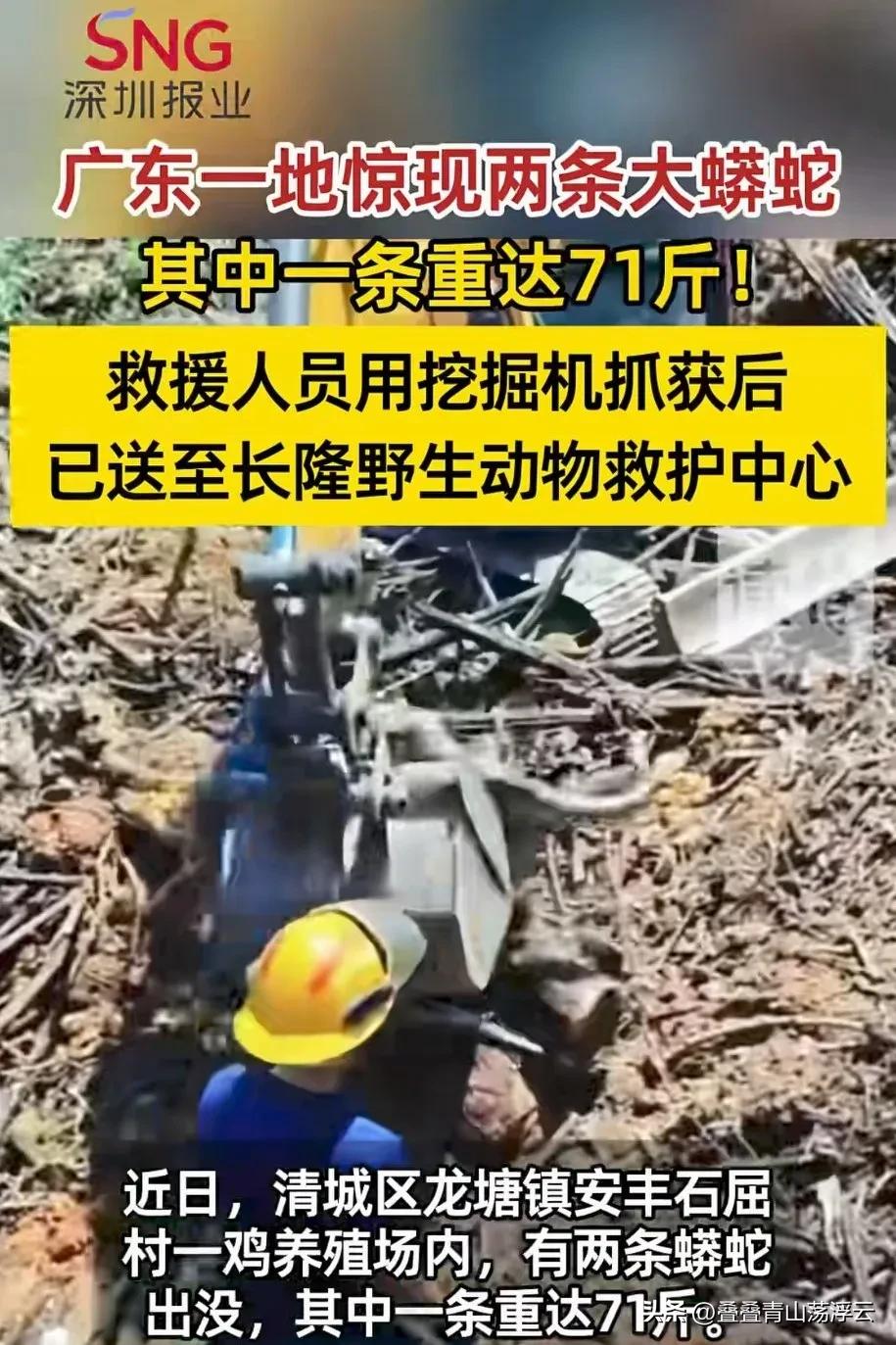 哇，太吓人了！广东清远清城区，一处野外林地里，有人发现两条大长虫，其中一条重达