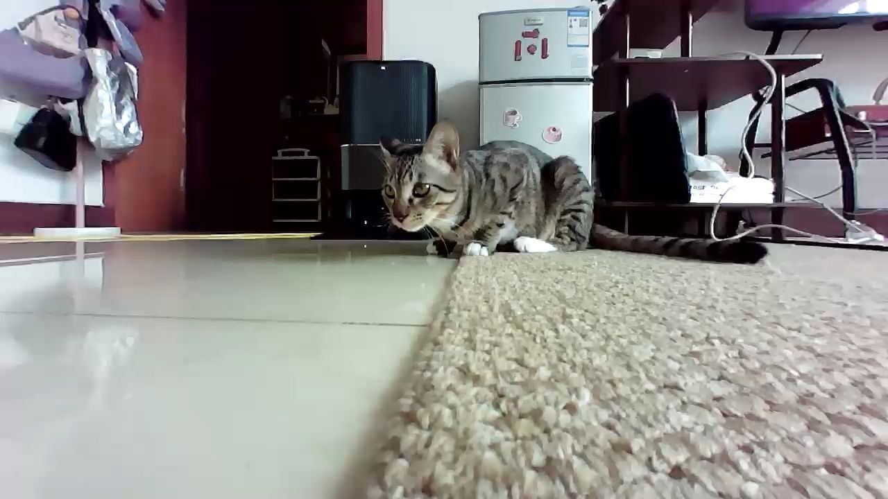 唉，家里的猫老喜欢自己开门跑出去怎么办[裂开]在外面出差想着看看咪在干嘛结果又看