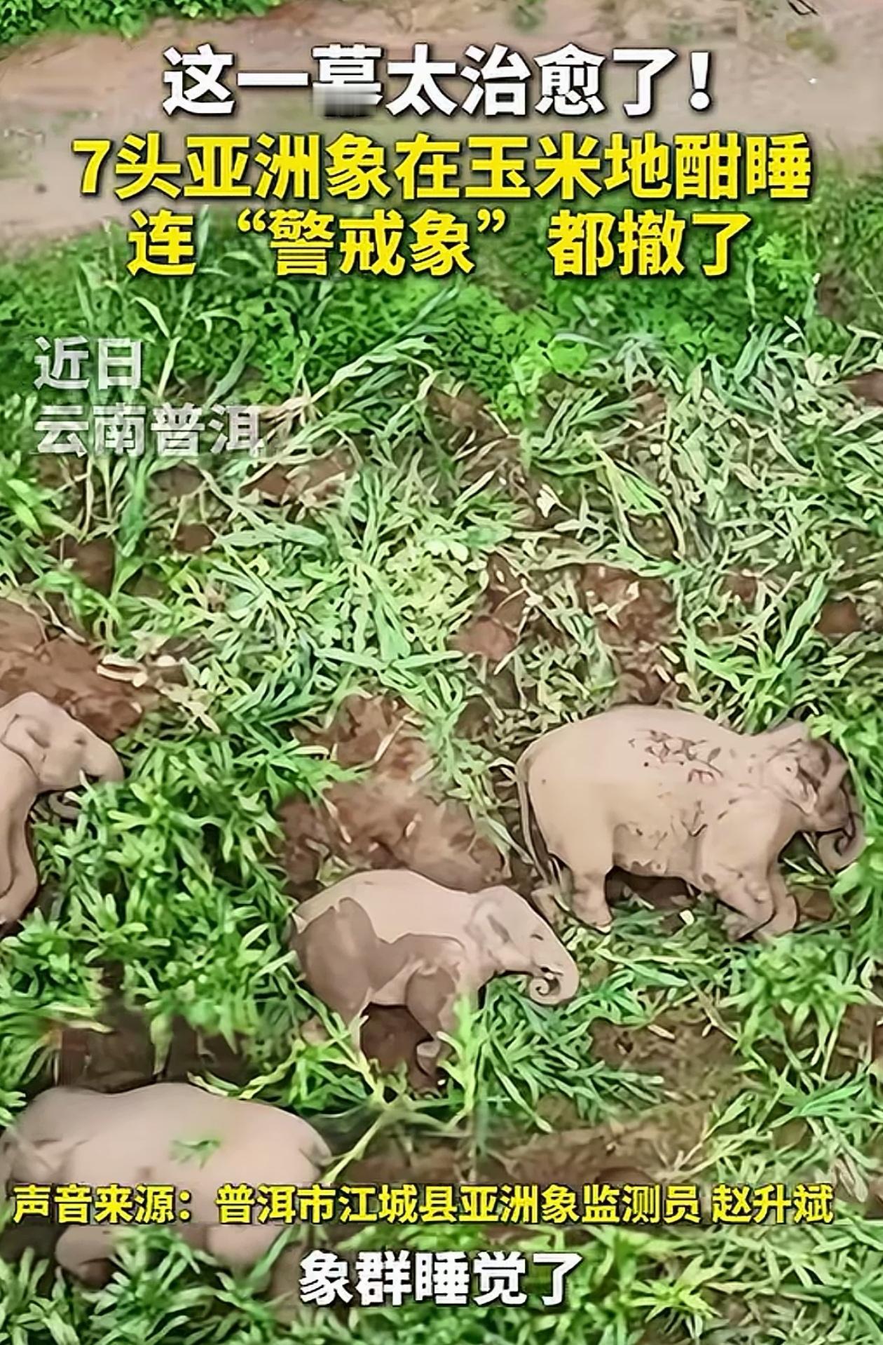 难得一见！云南普洱，监测员在野外发现7头大象，但让他惊讶的是，这7头大象竟然全都