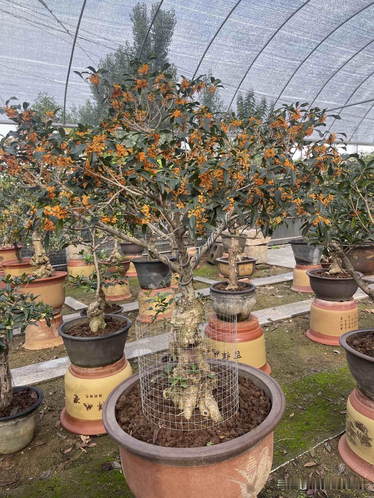 沉香桂适合室内养，只要满足几个条件就行。浇水得及时，就像人渴了要喝水一样，沉香桂