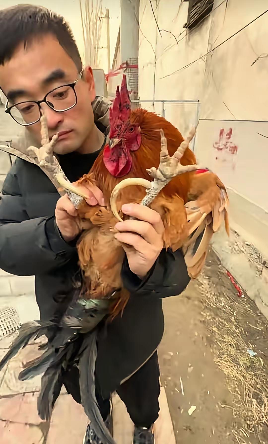 这则关于山东女子家中养的大公鸡的消息颇为有趣，展现了动物特征的多样性和人们对养殖