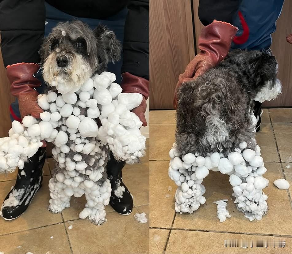 【北海道最强寒流中爱犬冲进雪堆变“雪球兽”主人：每年冬天都要洗热水澡】综