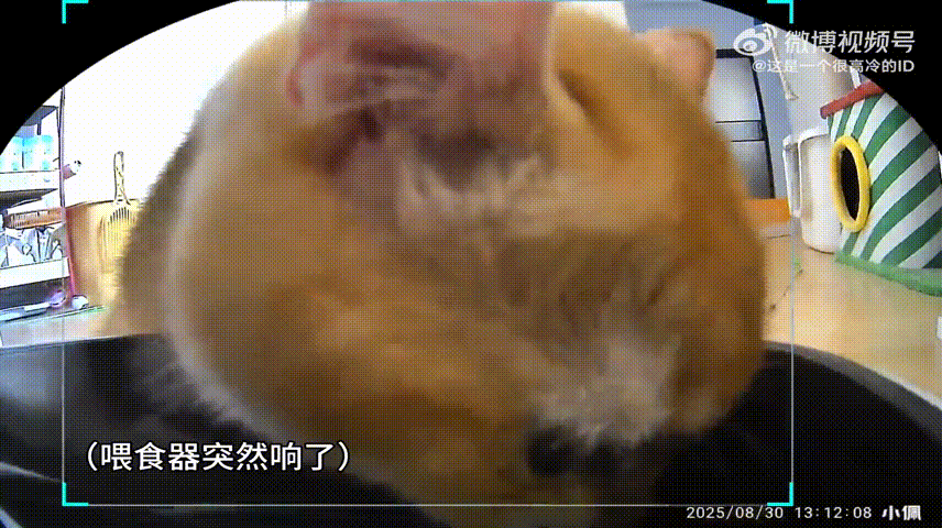 吃一次被吓三回宠物卖萌中心​​​