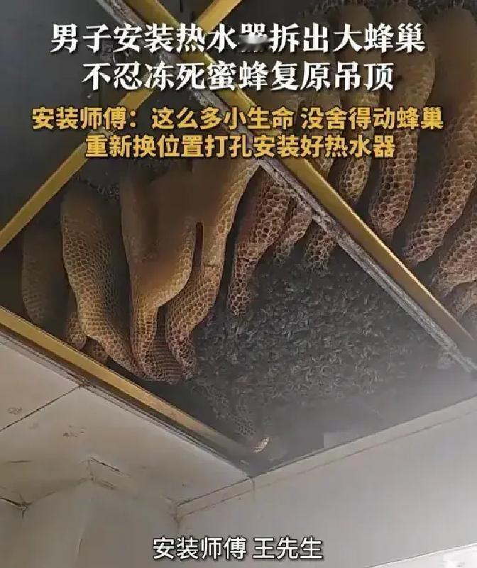 江苏王师傅上门装热水器，一掀吊顶，密密麻麻全是蜜蜂，蜂巢大得吓人。他当场停工，