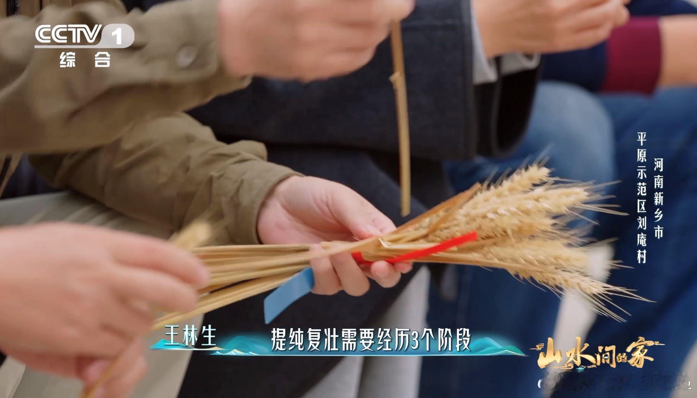 中国科学家花10年培育1粒小麦种子每4个馒头就有1个来自河南时光淬炼优质麦种，