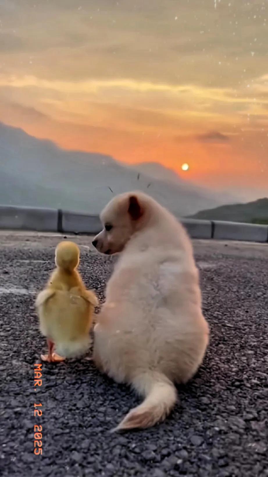 这居然是真的，聪明可爱的小狗狗居然领着小鸭子去看夕阳。看它们依偎在一起的感觉，