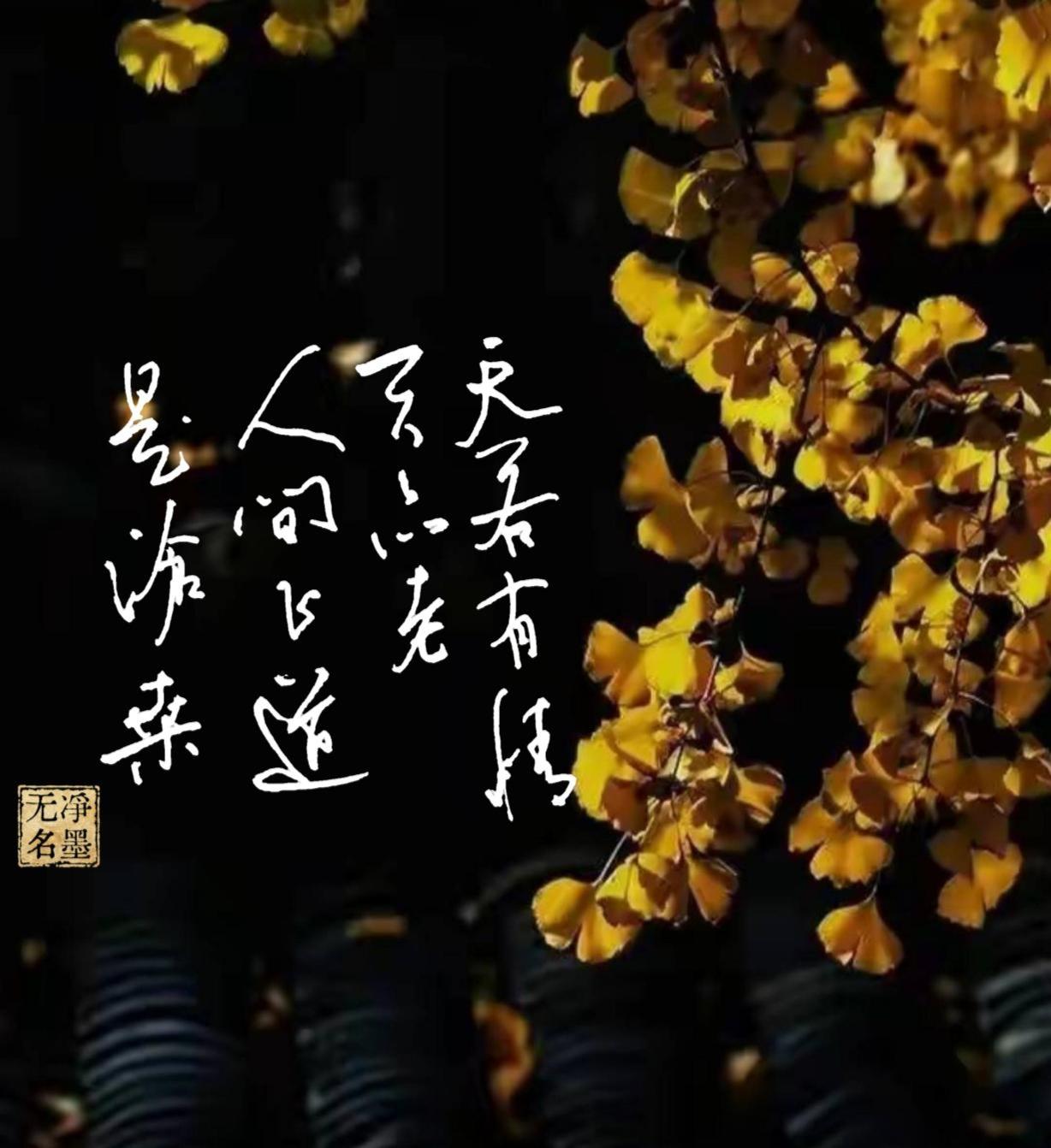 🍂画面与文字赏析这张图以深秋金黄的银杏枝叶为主体，深邃暗黑色的背景衬得银杏