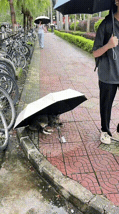 傍晚下着小雨，回家的路上看到一只流浪狸花猫在人行道边的拐弯处呼呼大睡，雨水淋湿了