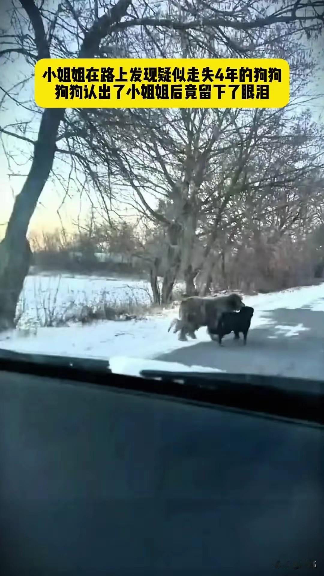 泪目了！一位小姐姐养了一只狗狗，一直对它疼爱有加，非常照顾它，狗狗也特别依赖它，
