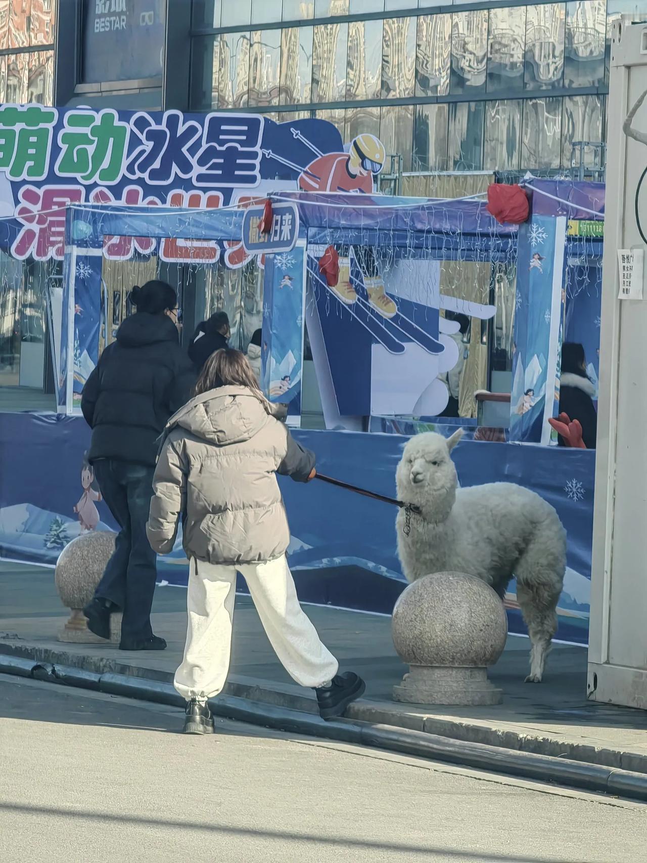 上午在吾悦广场外面，看到有人拉着一头羊驼在大街上遛达。显然那头羊驼是和主人闹别扭