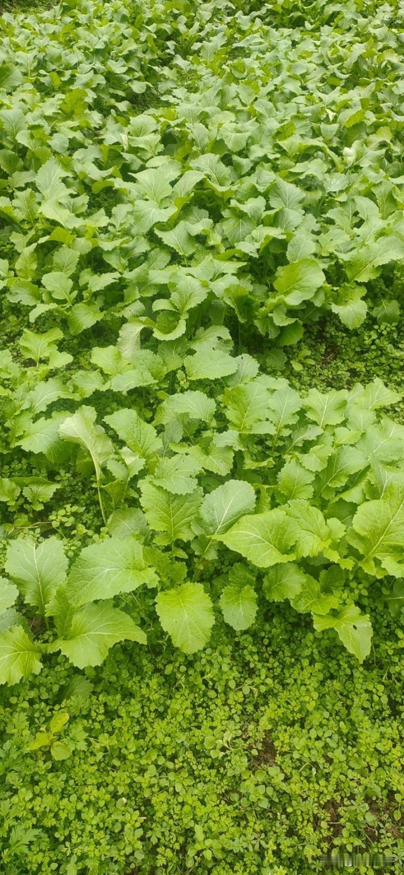 我们村一个女人跟着一个男人跑了，跑了后发现上当了，手里几万块钱被骗个精光，然后