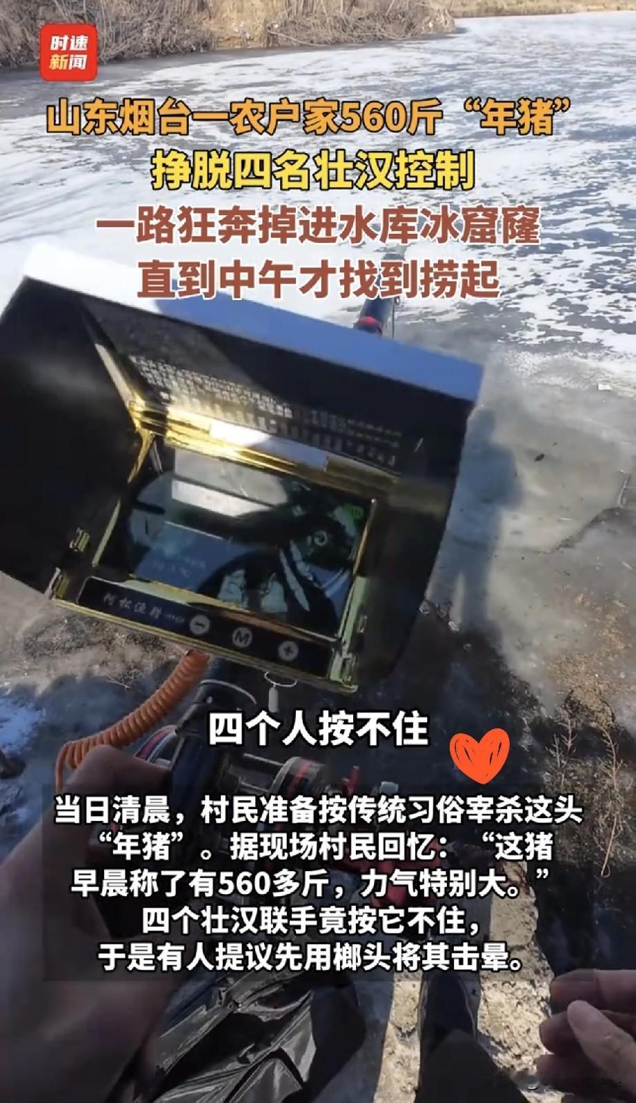 笑喷！最有骨气的年猪出现了，宁可冻成冰猪也不做盘中餐家人们！山东烟台一头年猪，