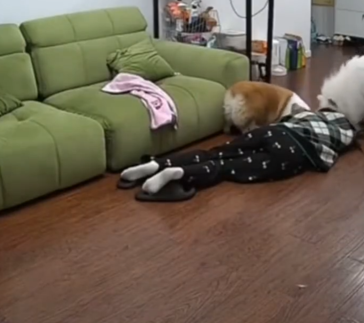 狗子成精了，这次是真的。四川一个小姐姐经期贫血，起身的瞬间眼前一黑直接晕倒在