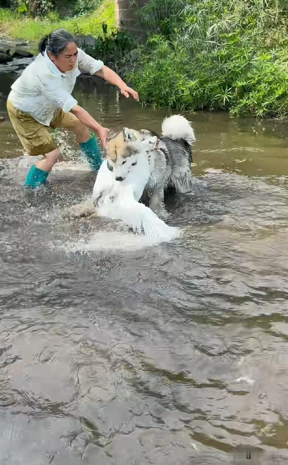 大鹅公和狗狗在浅水河里打得难解难分。主人管忙过来劝架。