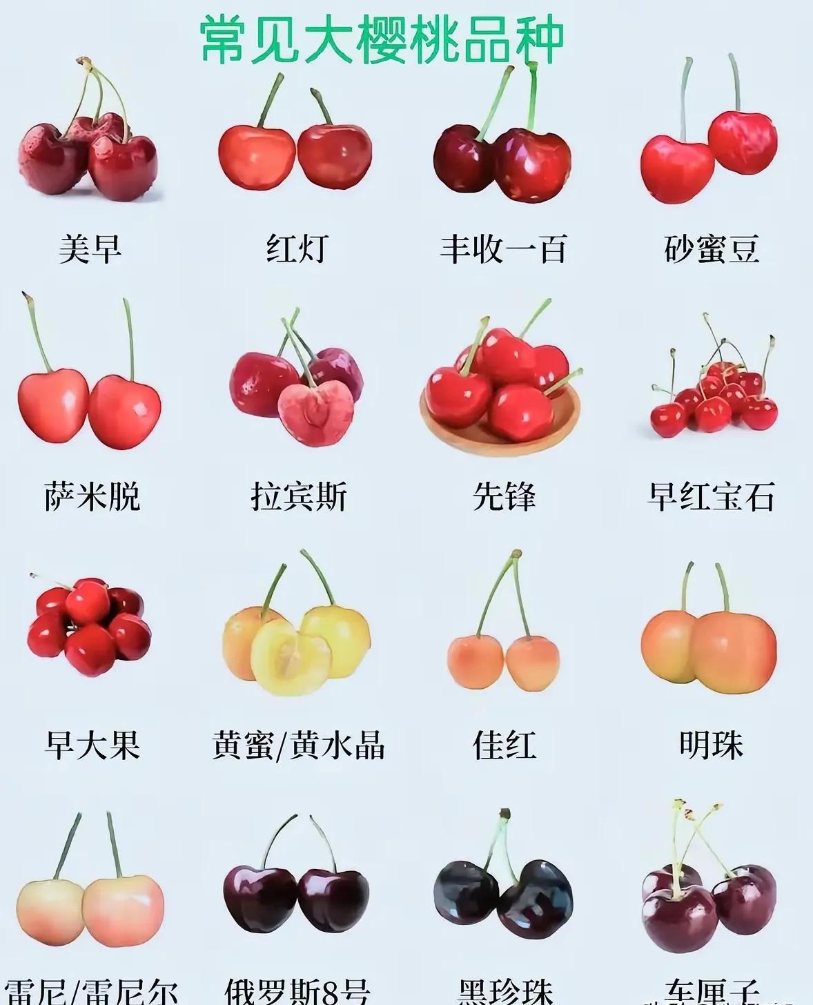 大连樱桃采摘正当时，产地、品种、质量和价格不尽相同，让人看着眼花缭乱。就是给你一