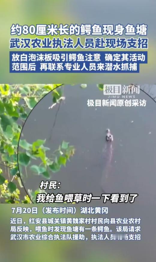 “真是吓死人了！”湖北黄冈，一村民割草喂鱼时，忽然发现水面上漂着个东西，凑近一看