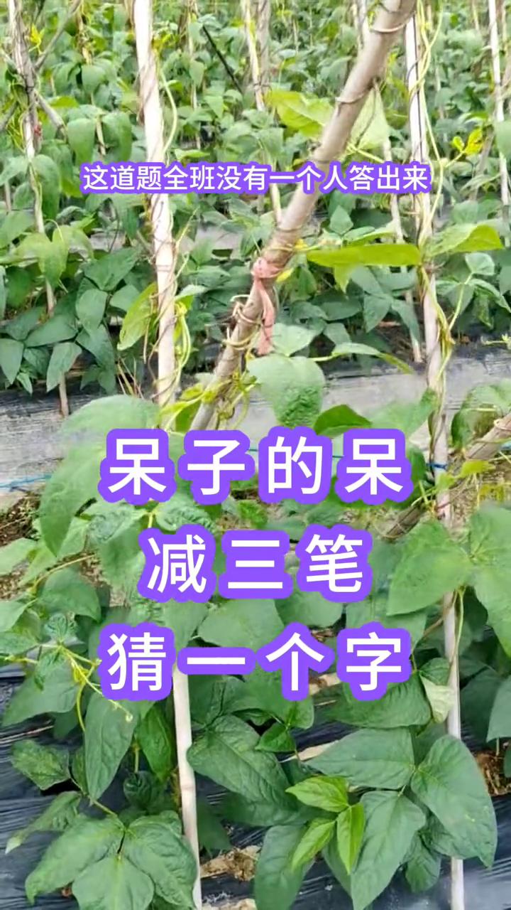 这道题全班没有一个人答出来，呆子的呆减三笔是什么字？我来猜猜是不是口罩的口字？口
