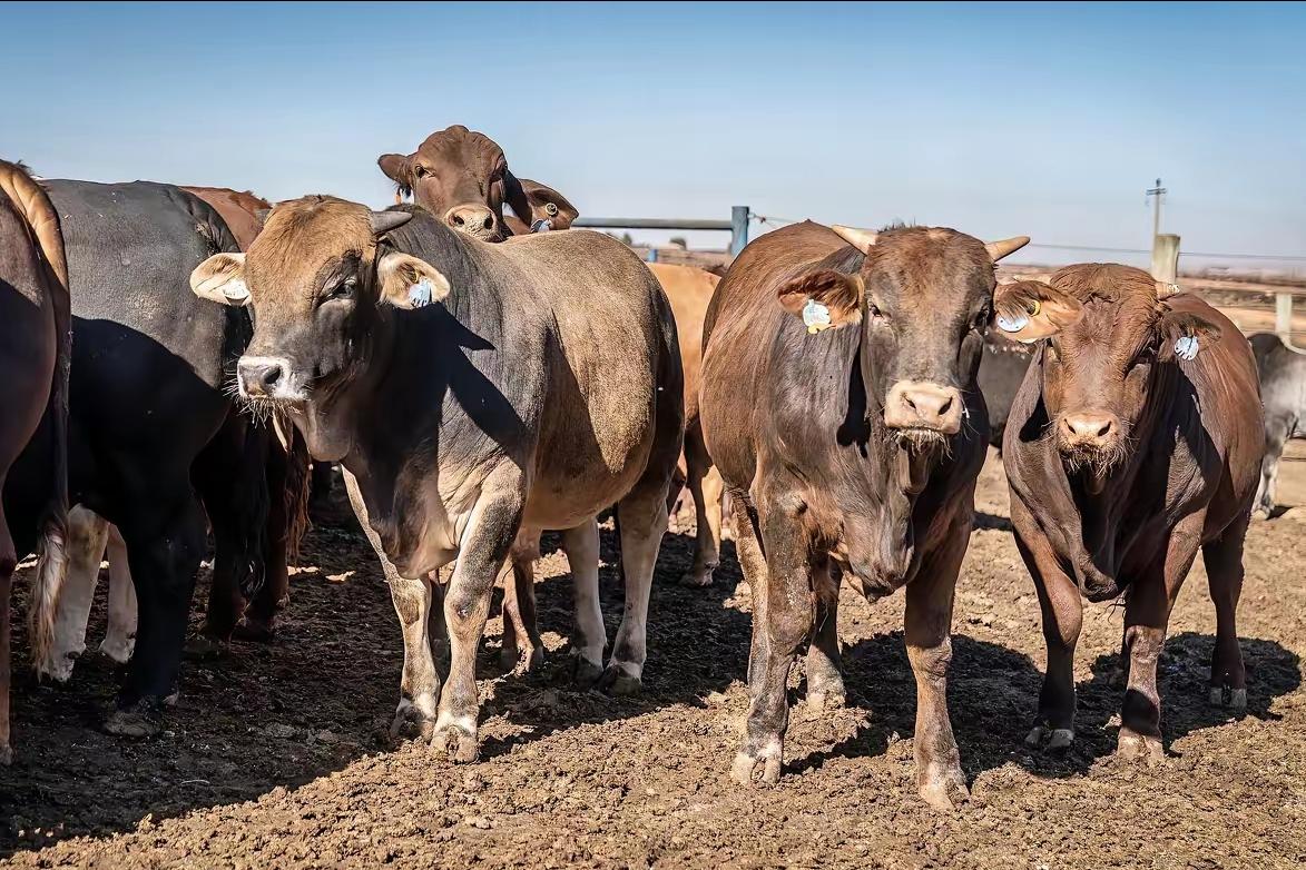 制裁不过夜!不给澳方喘息机会2025年12月31日，澳方发声：中方围岛演习是“