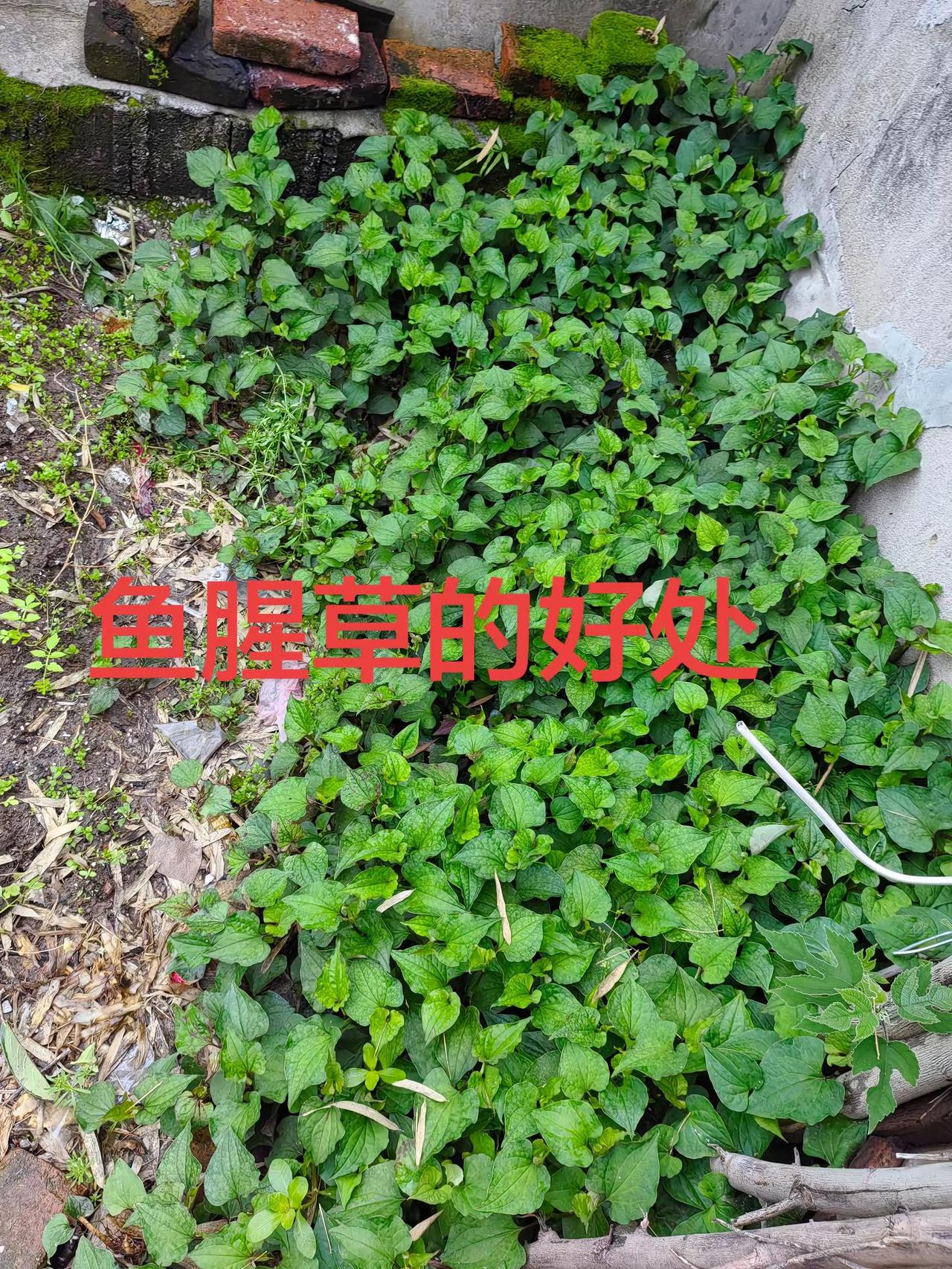 菜地种植小技巧墙角种菜自己种植小菜园