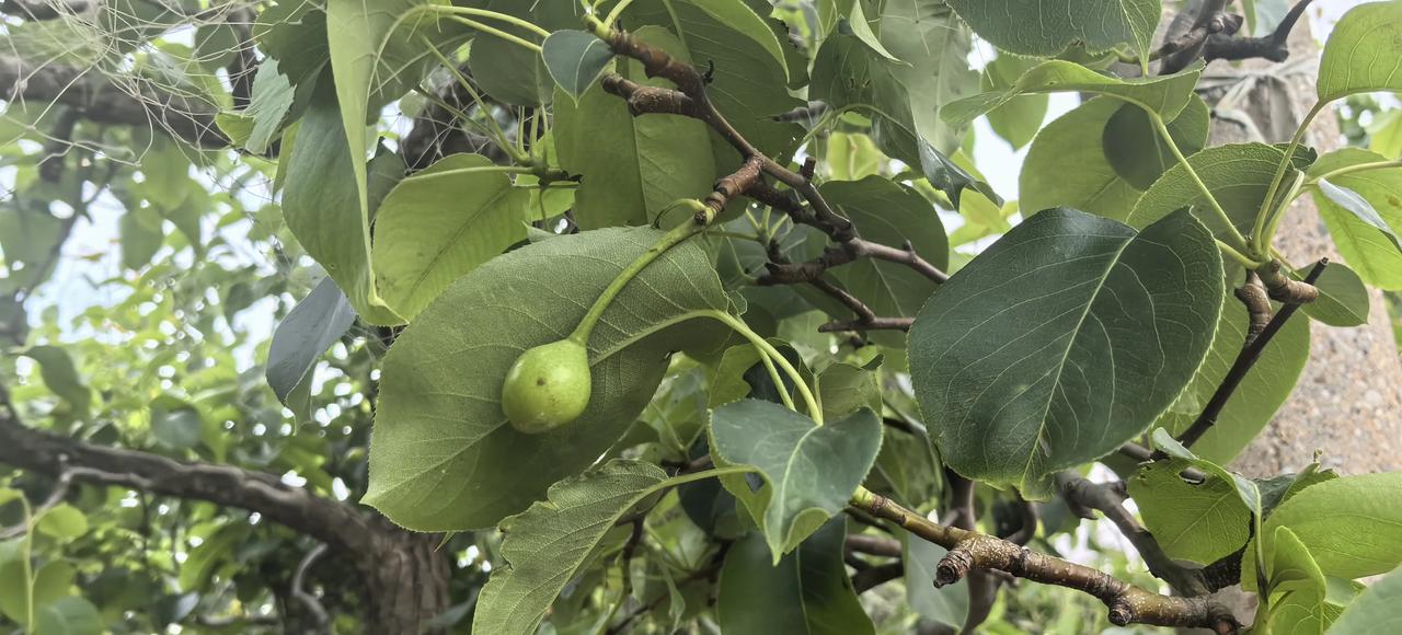 早晨锻炼路过梨园，发现都套上了袋子。我很奇怪，梨🍐还这么小就套袋子了。路人说