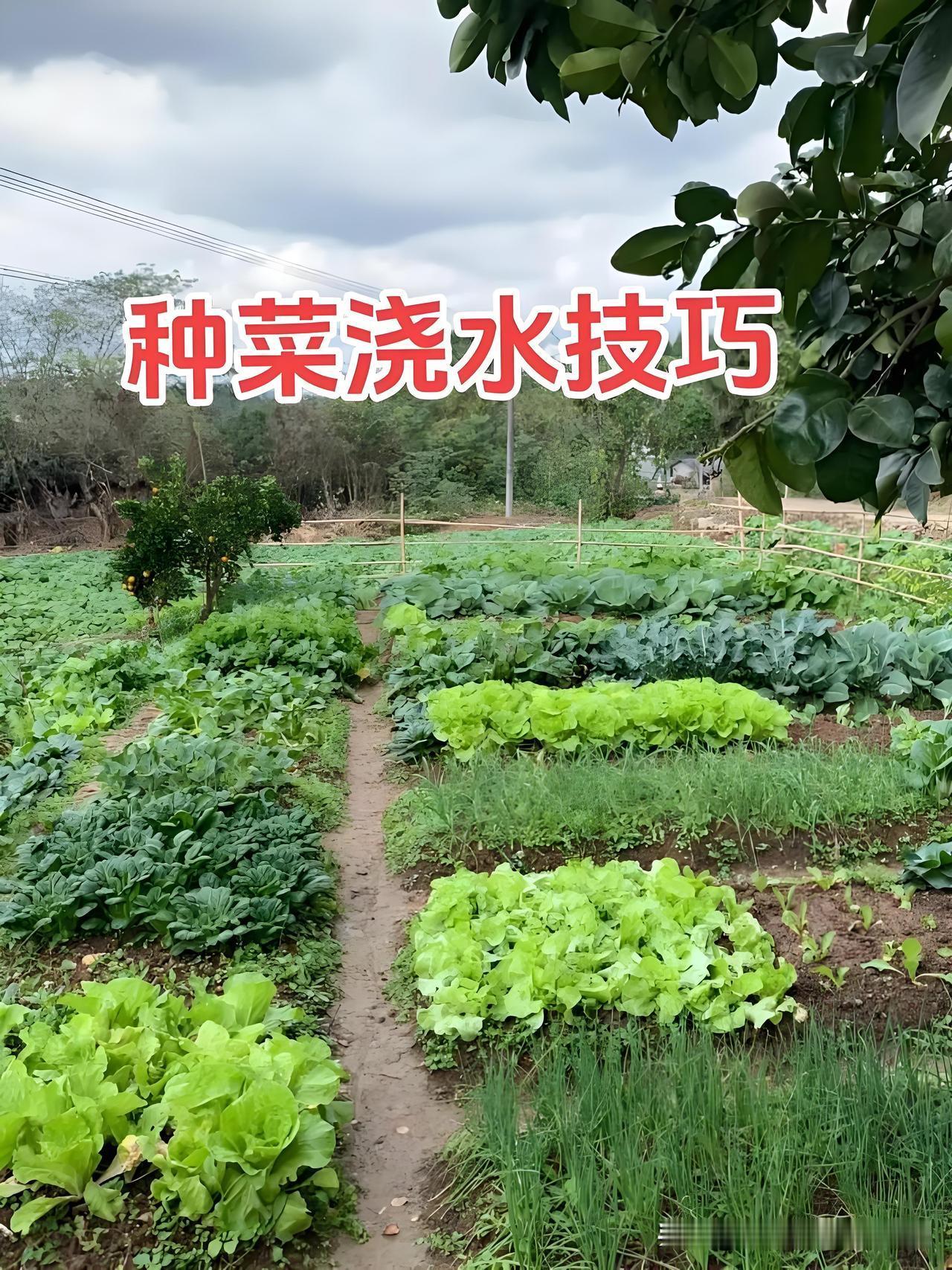 6种蔬菜控水顺口溜:种菜浇水别太勤，湿土烂根病害侵六种蔬菜耐干旱，旱