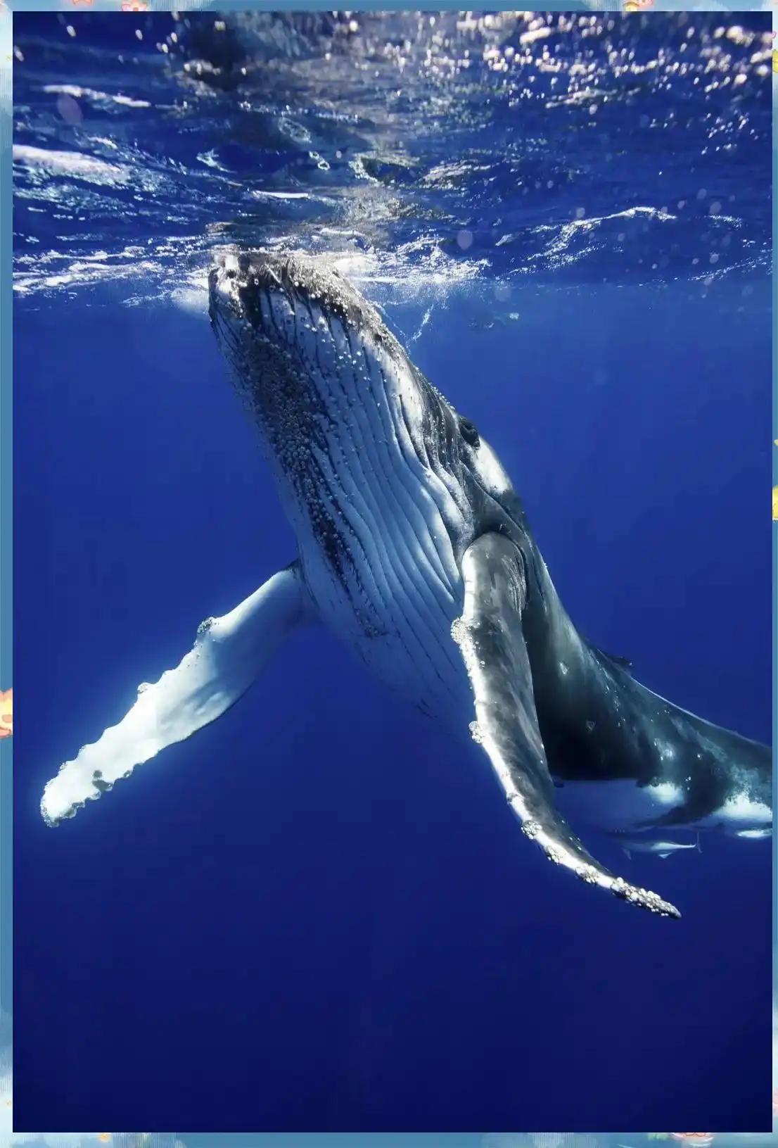 蓝鲸活着，本身就是一个奇迹。鲸在地球上存在了大约五千万年，但长成今天这副庞然