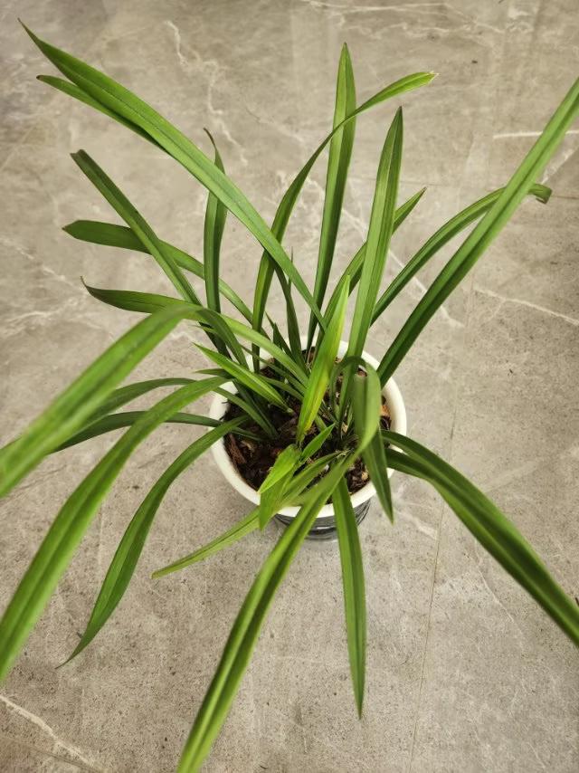 你的兰花换盆了吗？虽然现在还不要春分，但我的兰花是“建兰”和“市长红”，由于室