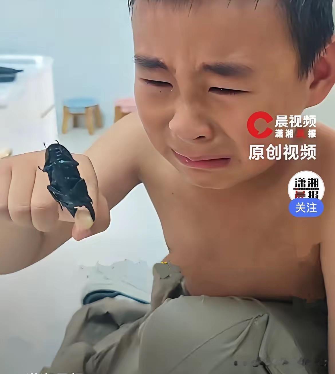 江苏淮安的小男孩是个十足的昆虫爱好者，家里养了一只锹甲虫，平日里把这只长着威风大