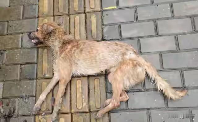 这天早上，一位小哥哥去晨跑，当他跑到一条商业街的时候，看到一只瘦骨嶙峋的流浪狗倒