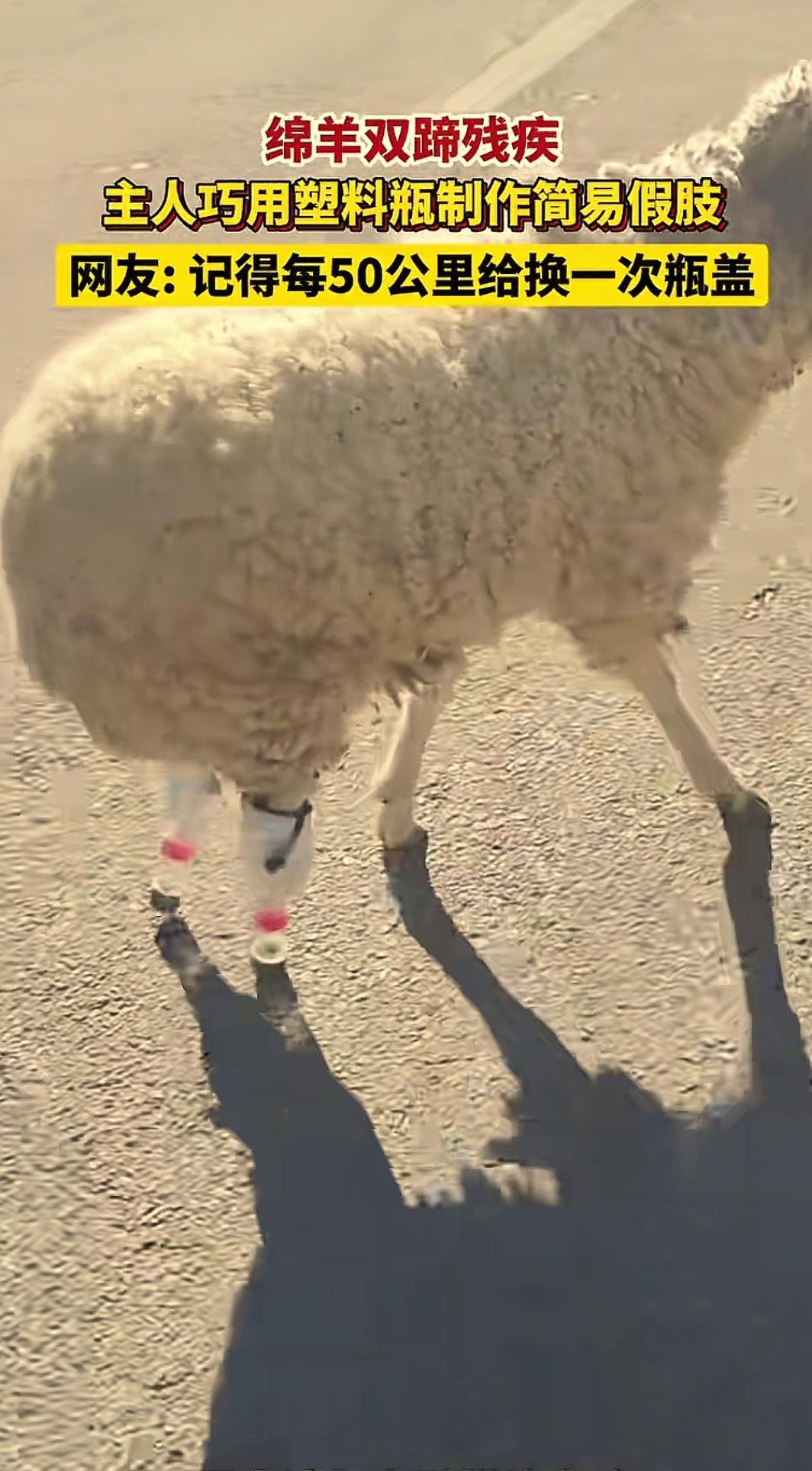“太有头脑了！”西藏，一只小羊因寒冷冻坏了双蹄，再也无法站立行走，本以为此生只能