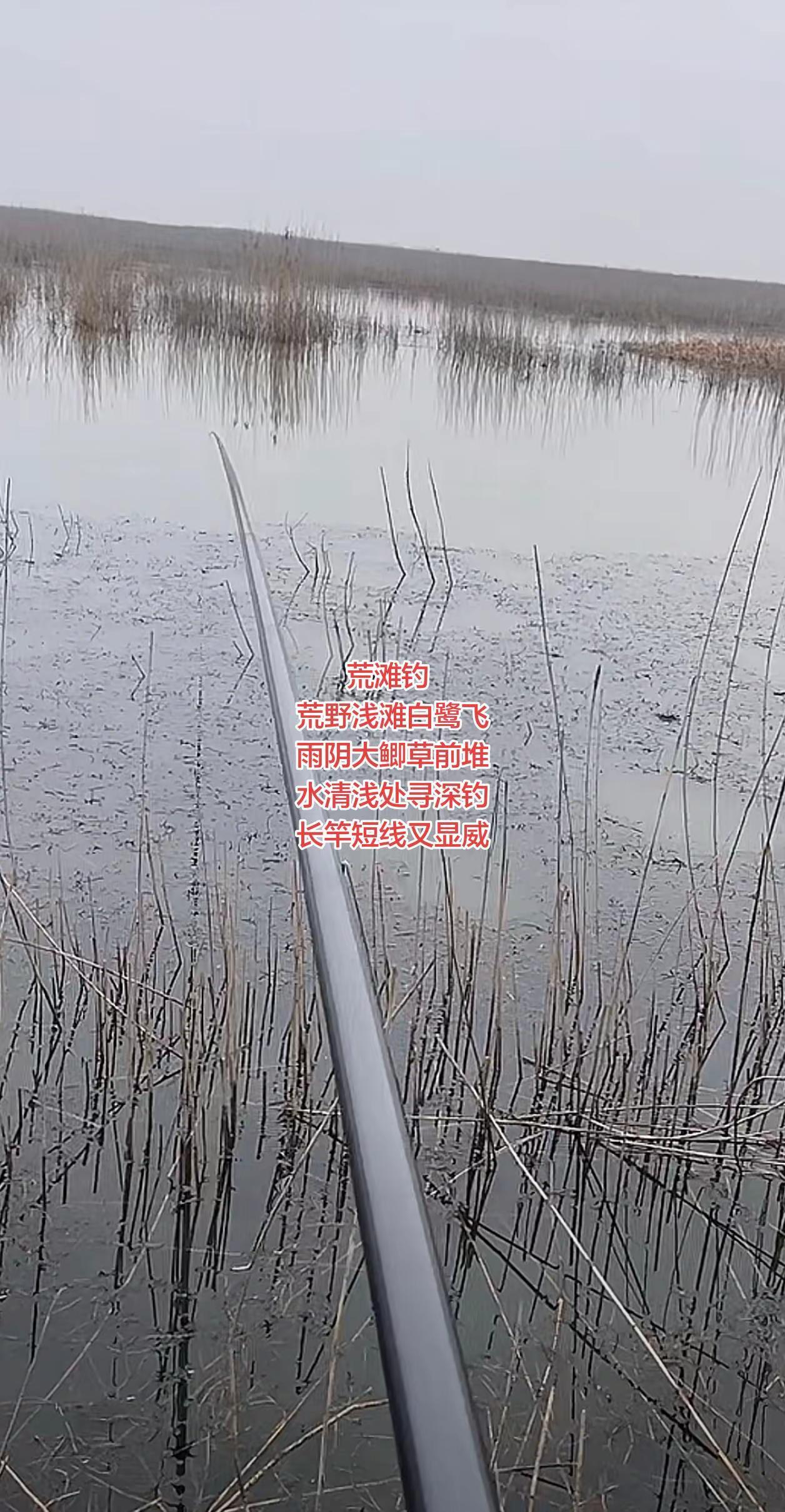 湖滩的大斤鲫真的藏在浅滩水深处的草前面吗？钓鱼人钓鱼钓鱼人就是这么疯狂野钓