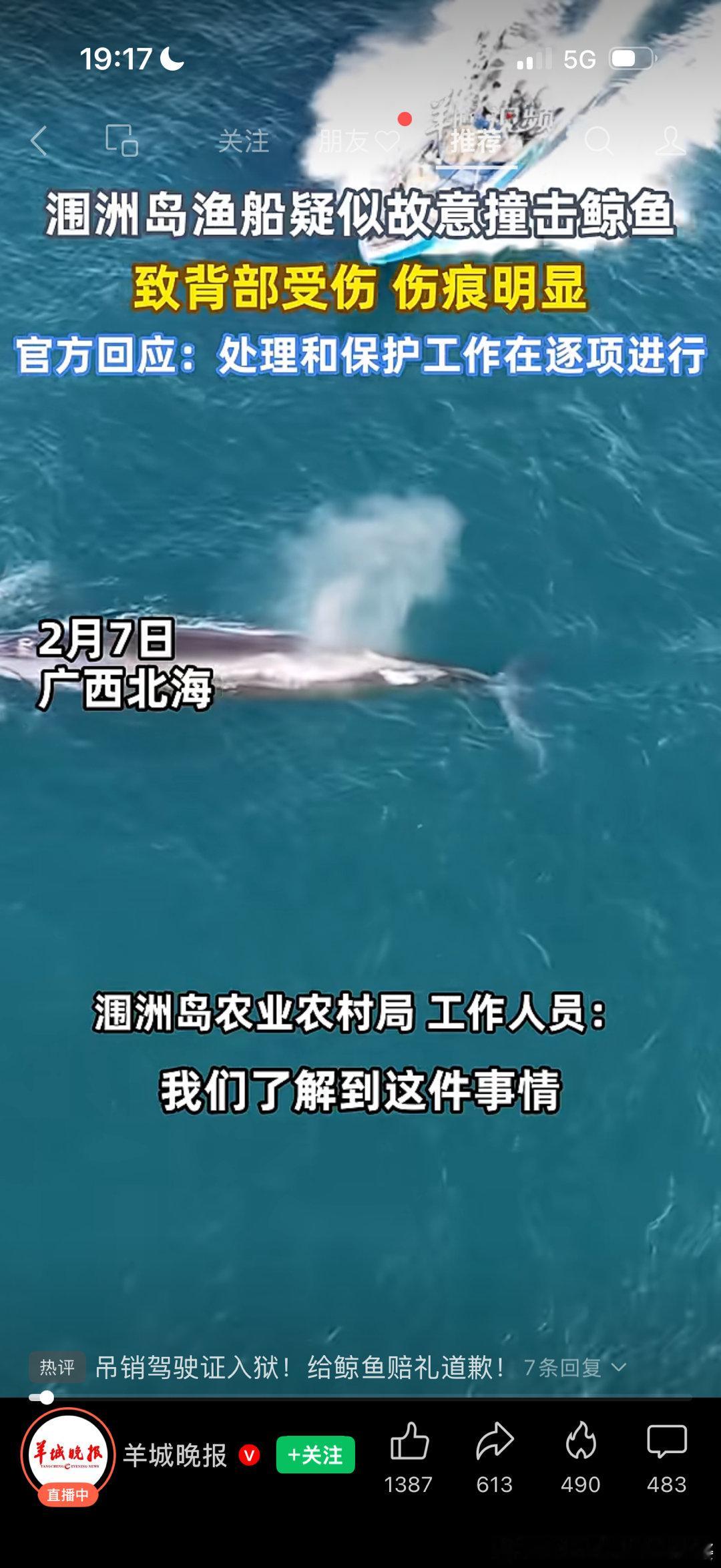 ，请一起关注一下这个事，涠洲岛好容易有了鲸鱼，有船故意撞它！！！而且鲸鱼受伤了！