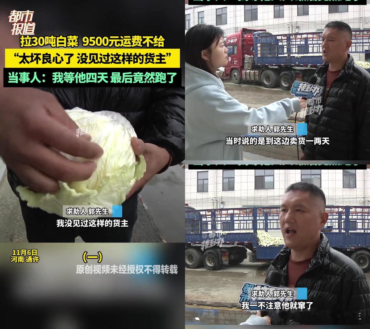 河南大哥拉30吨白菜等4天，货主跑了，他摸着菜说“这菜比我脸都干净”，我看完胸口