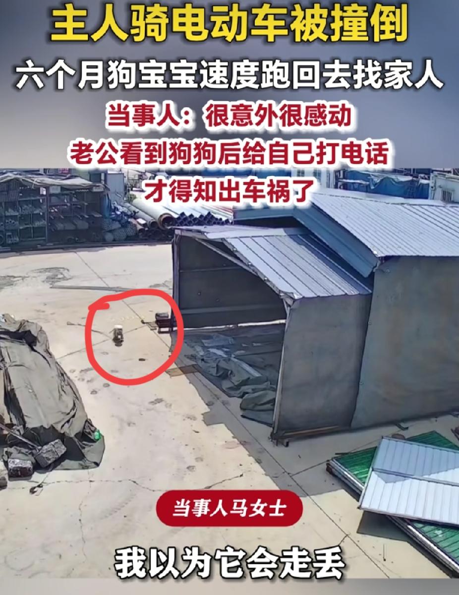 万物皆有灵！7月12日，山东济南，女子骑电动车被撞了。没想到，六个月狗宝宝速度跑