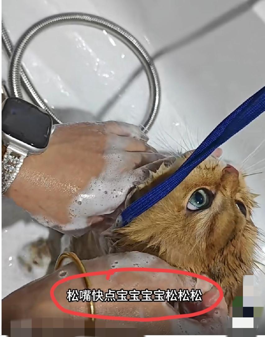 女子给宠物猫洗澡，手指不小心给宠物猫咬住了，手指都快给咬穿了，还一口一个宝宝“宝