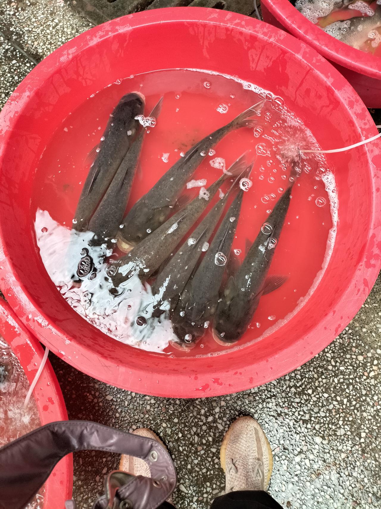 这是草鱼10元一斤，那么大一条，其实草鱼很好吃，刺少，尾巴那一节的鱼肉更好吃。