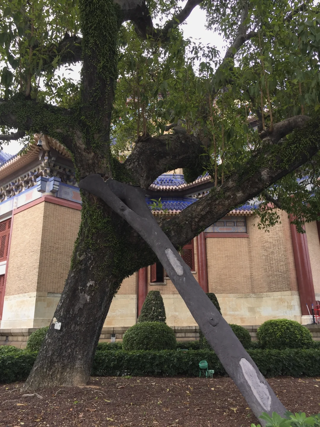广州纪念堂的这个仿木支撑好有审美和巧思诶