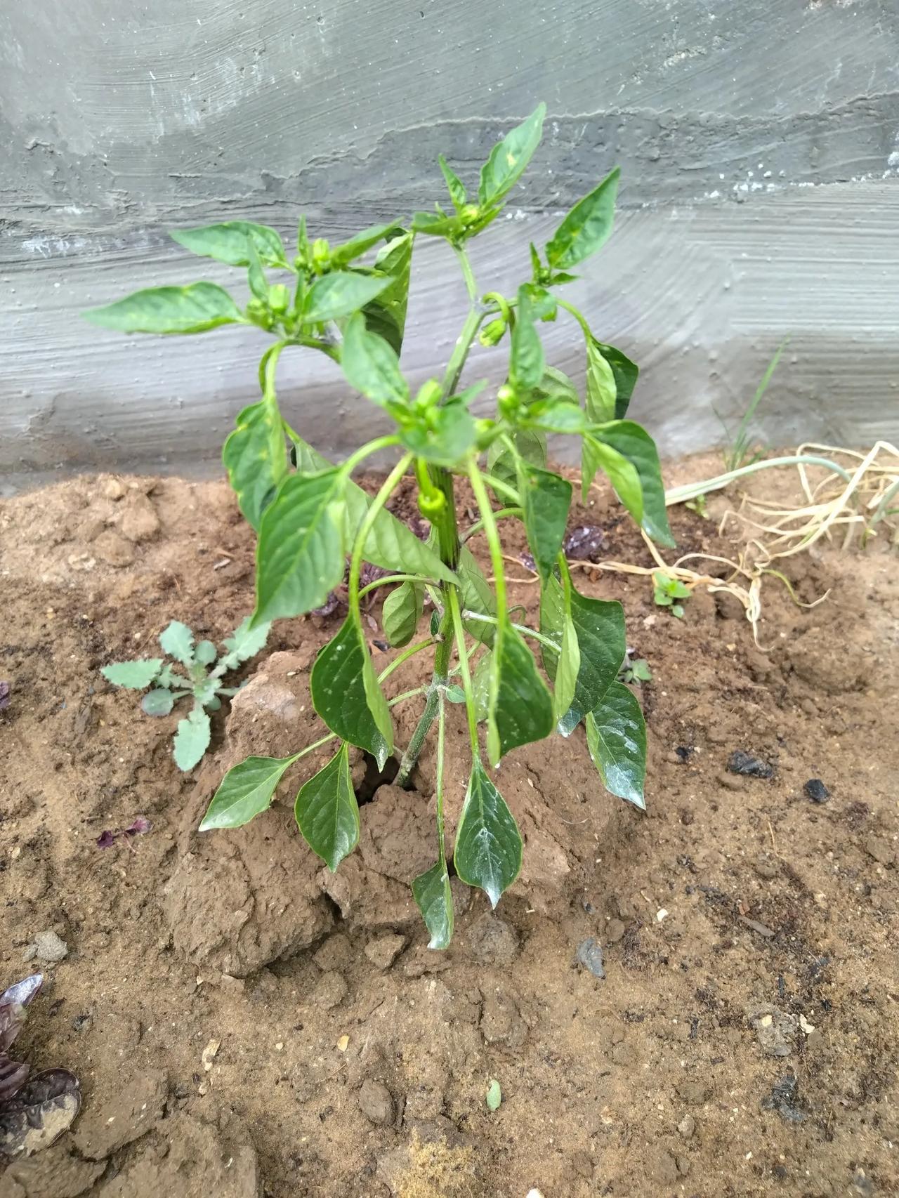急，急，急。我种的辣椒苗正在开花结果，突然就央把拉肌的，不知道是什么原因，请懂